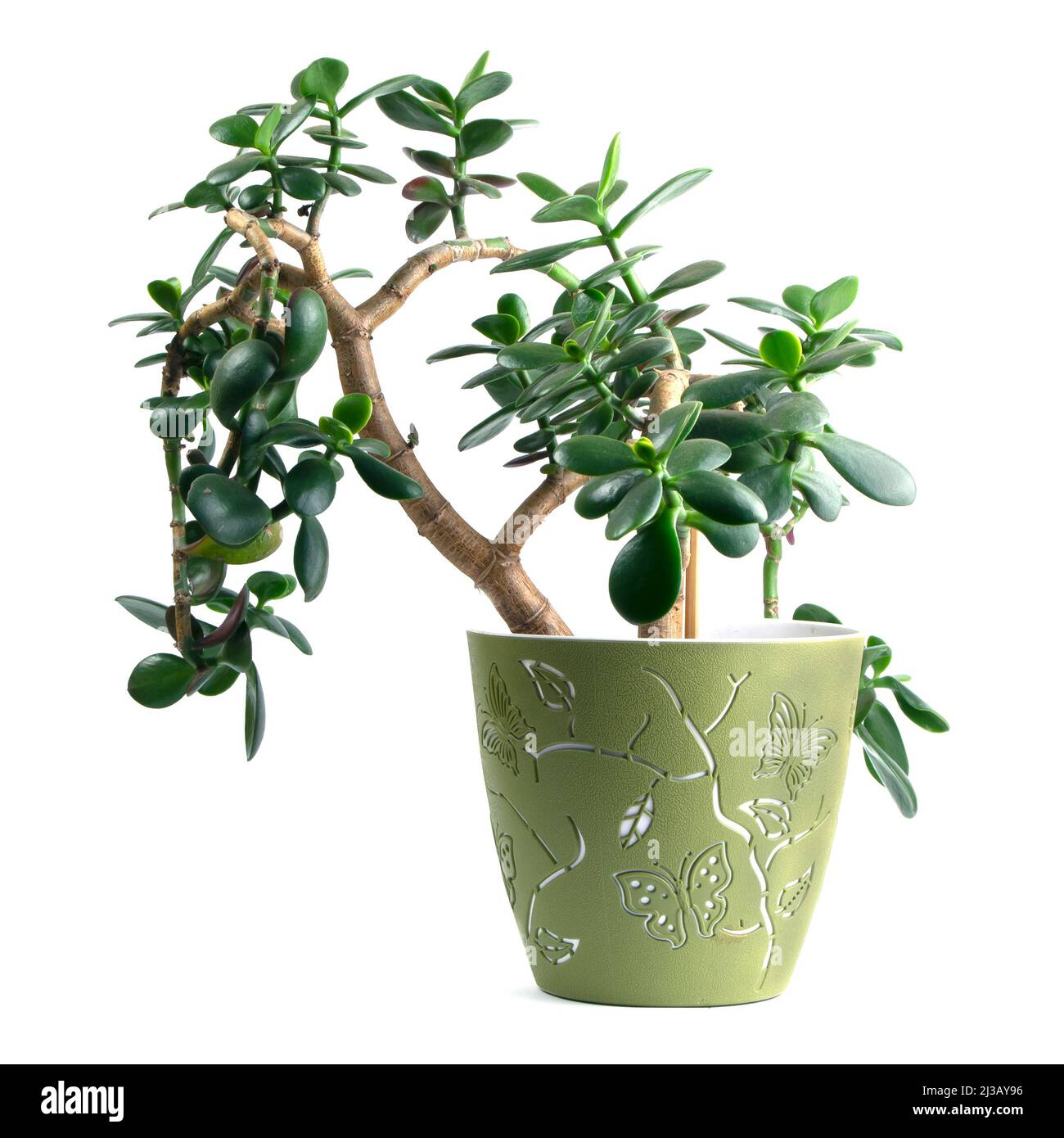 Money tree or succulent jade plant Crassula ovata with green leaf isolated on white background