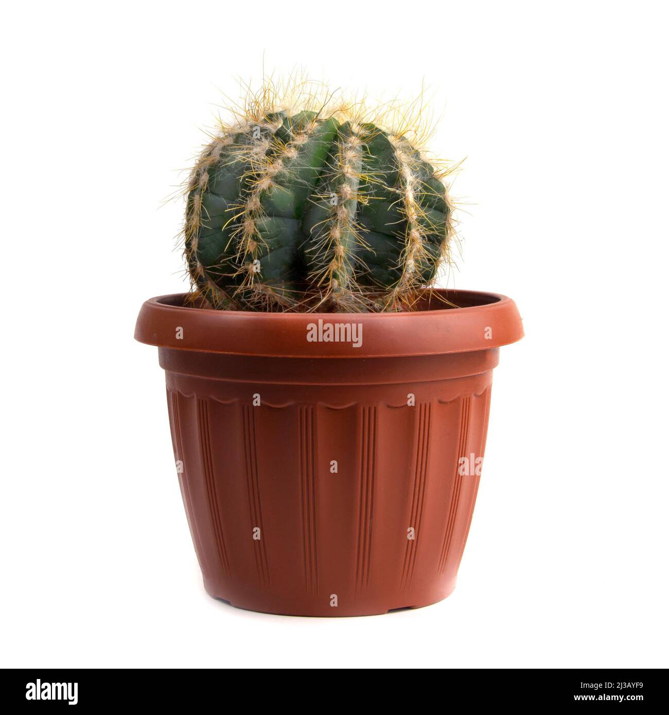 Cactus plant in a pot isolated on white background Stock Photo - Alamy
