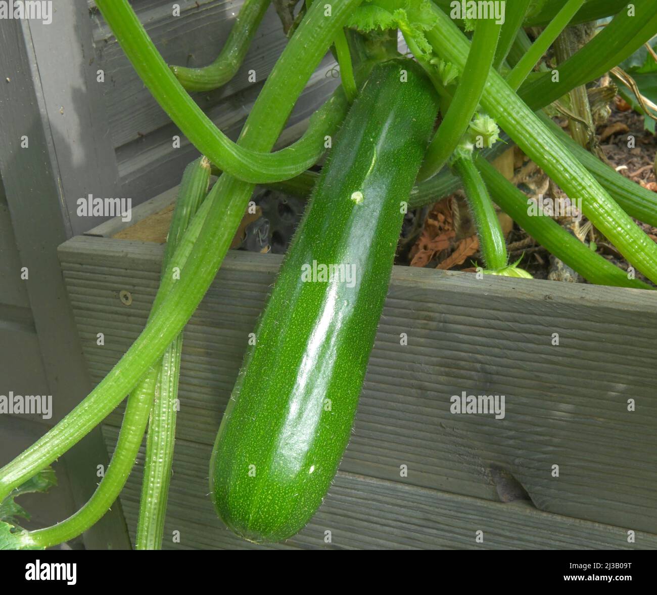 Courgettes in the raised bed Stock Photo Alamy