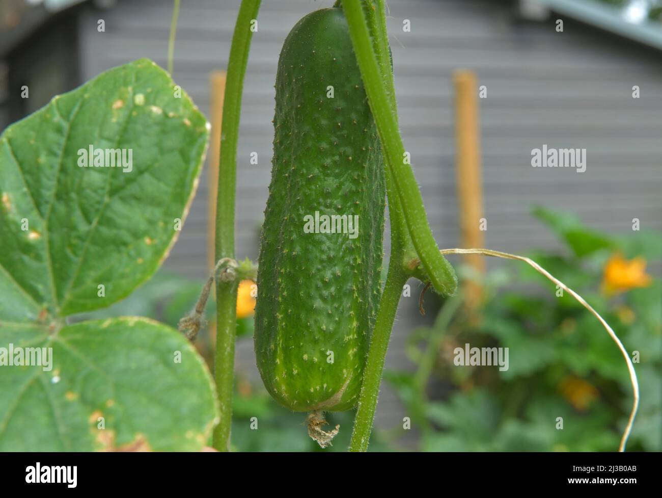 Cucumber, Garden, Plant Stock Photo Alamy