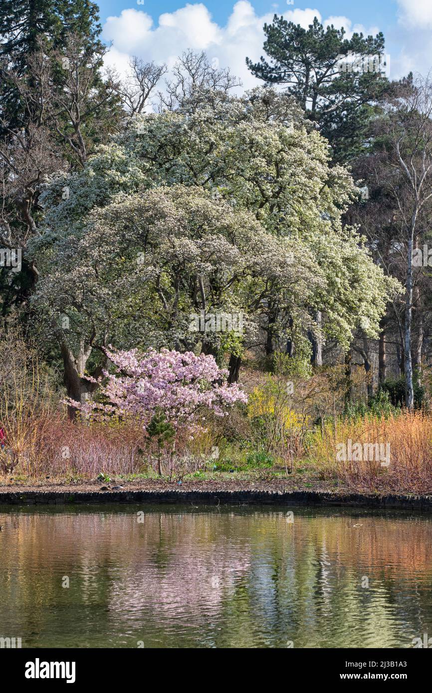 Pyrus Pashia and Prunus matsumae Hayazaki. Wild Himalayan pear and a Japanese cherry tree at RHS Wisley Gardens in spring Stock Photo