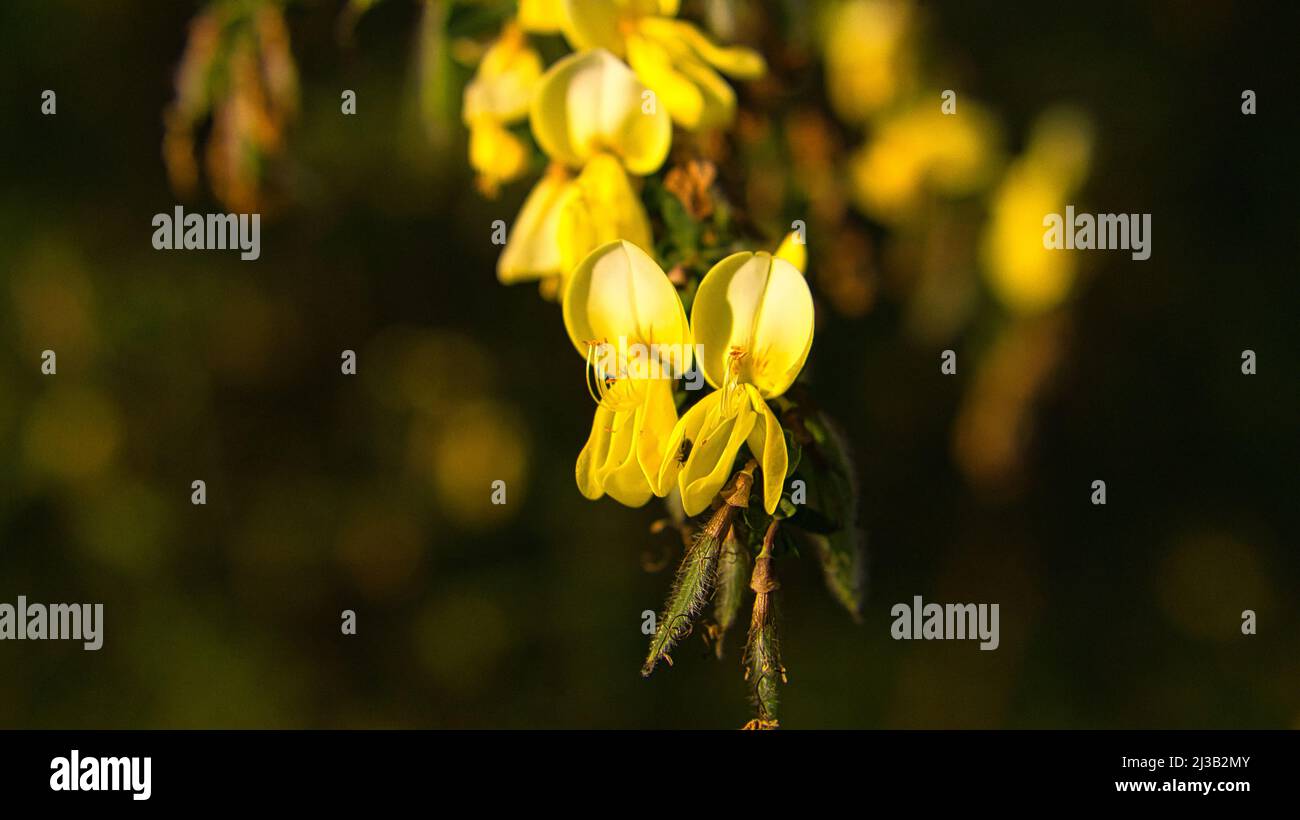 yellow broom flower on broom bush. Close up of a plant. Flower from the garden. Nature shot Stock Photo