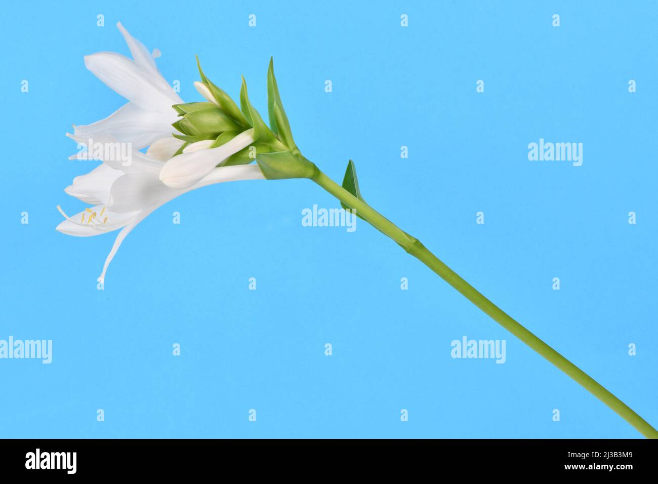 Hosta plantaginea (Plantain Lily) isolated on blue background. High resolution photo. Full depth of field. Stock Photo
