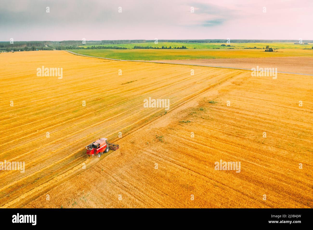 Aerial View Combine Harvester Working In Field. Harvesting Of Wheat In Summer Season. Agricultural Machines Collecting Wheat Seeds Stock Photo