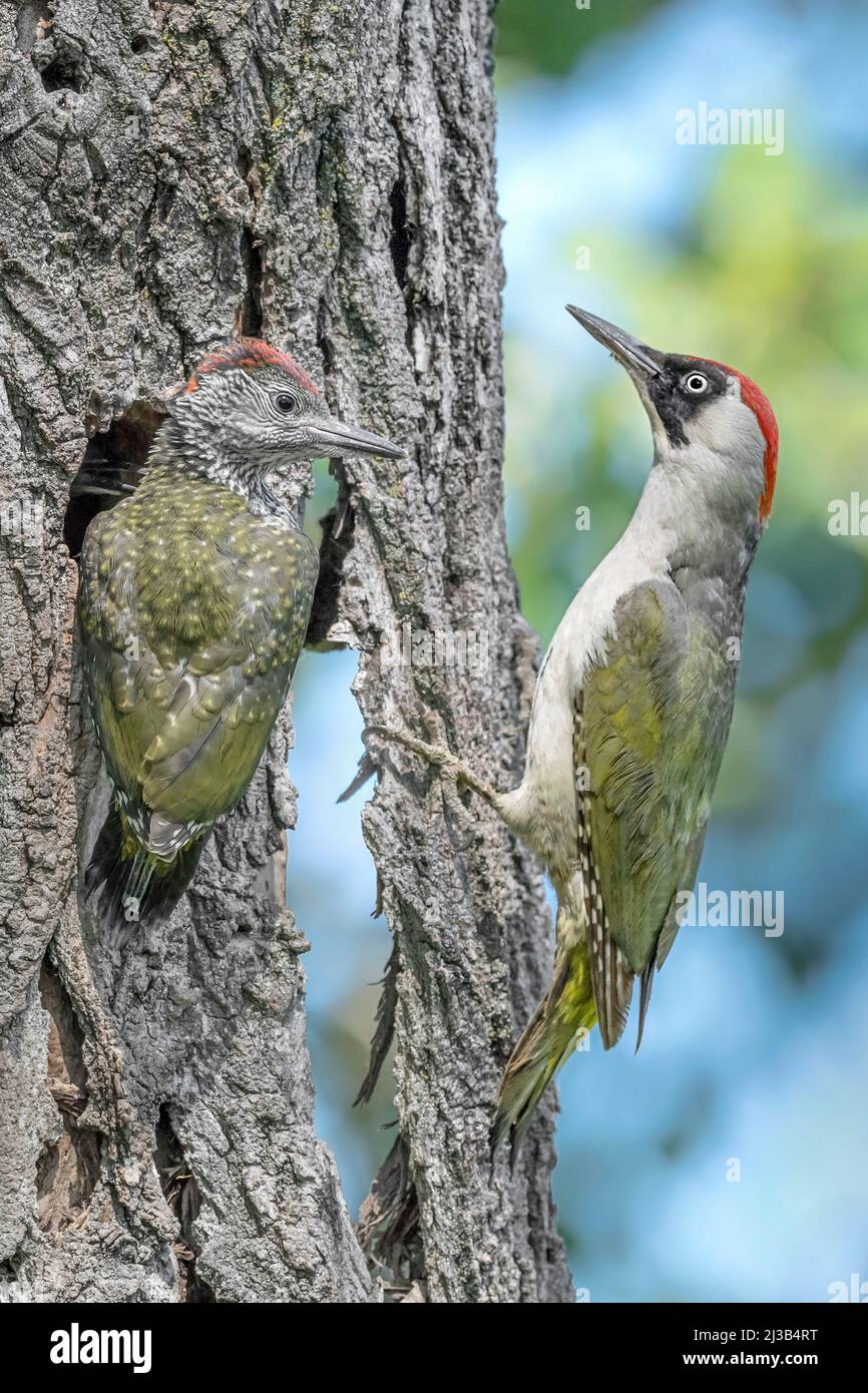 Mother and son, fine art portrait of European green woodpeckers (Picus virdis) Stock Photo