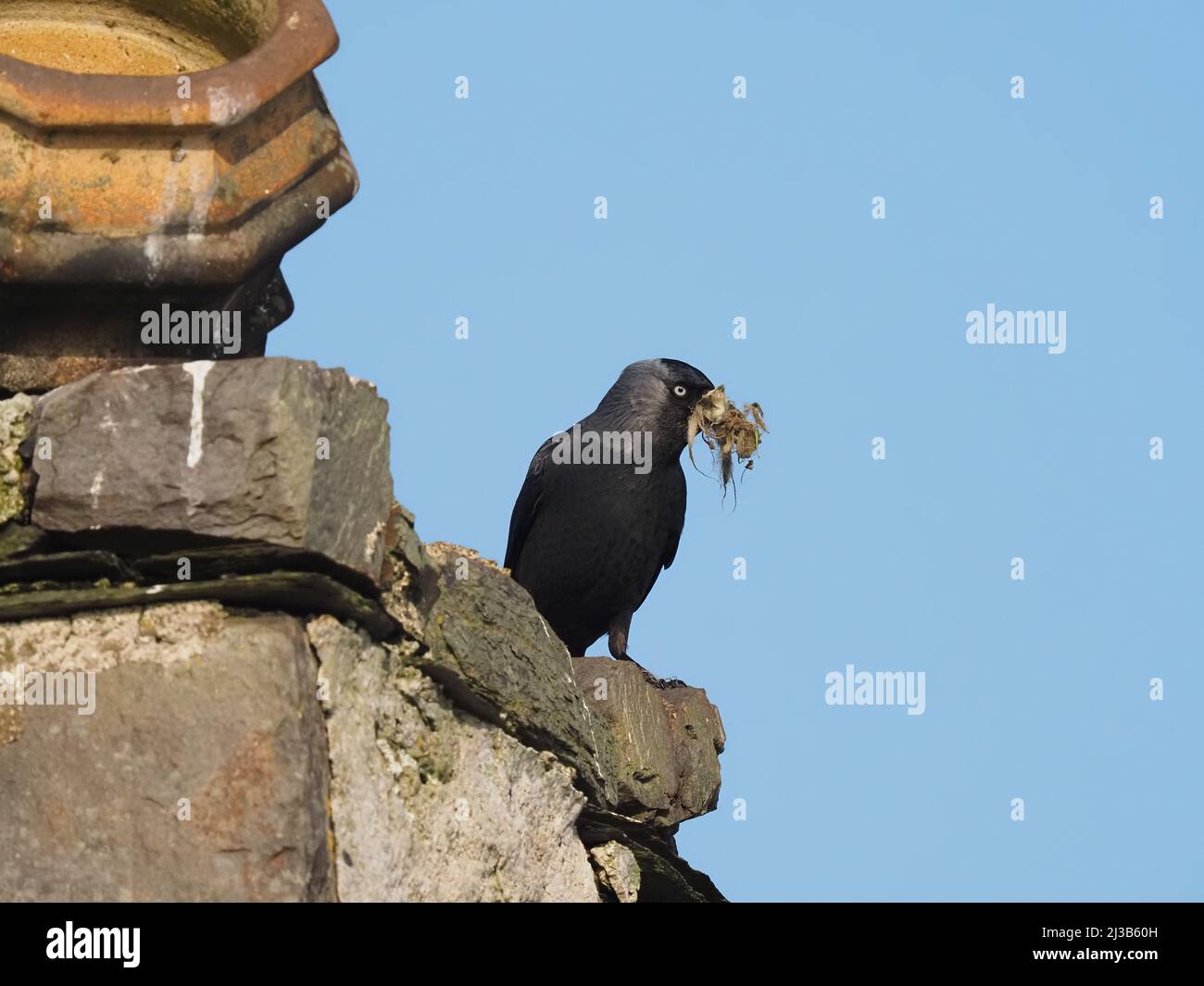 This pair of Jackdaws were starting nest building in March in a traditional site in an abandoned house on Islay. Stock Photo