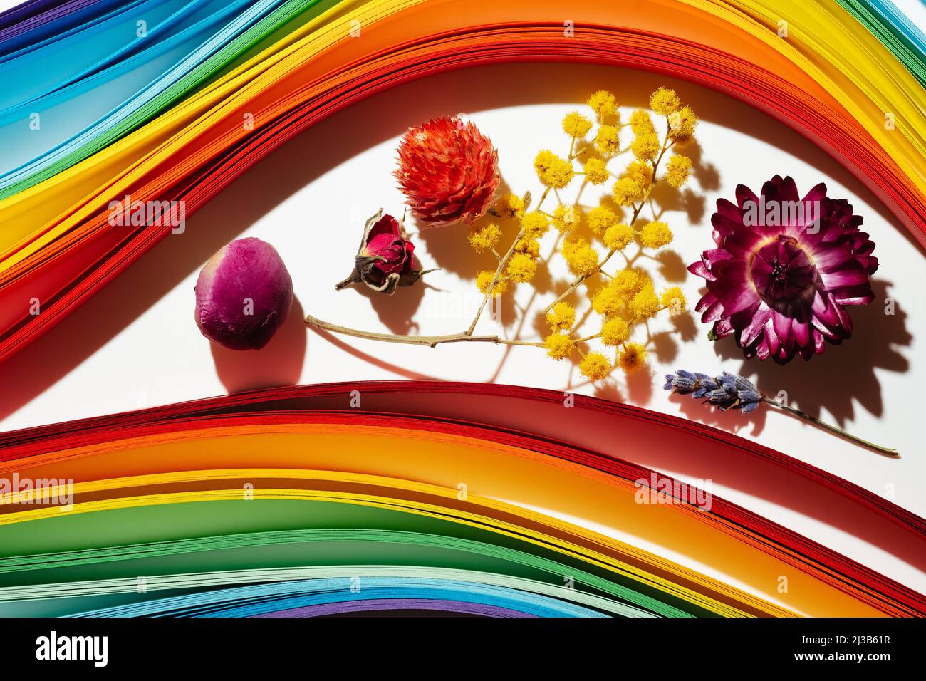 Rainbow colored paper stripes background with dry multicolor flowers