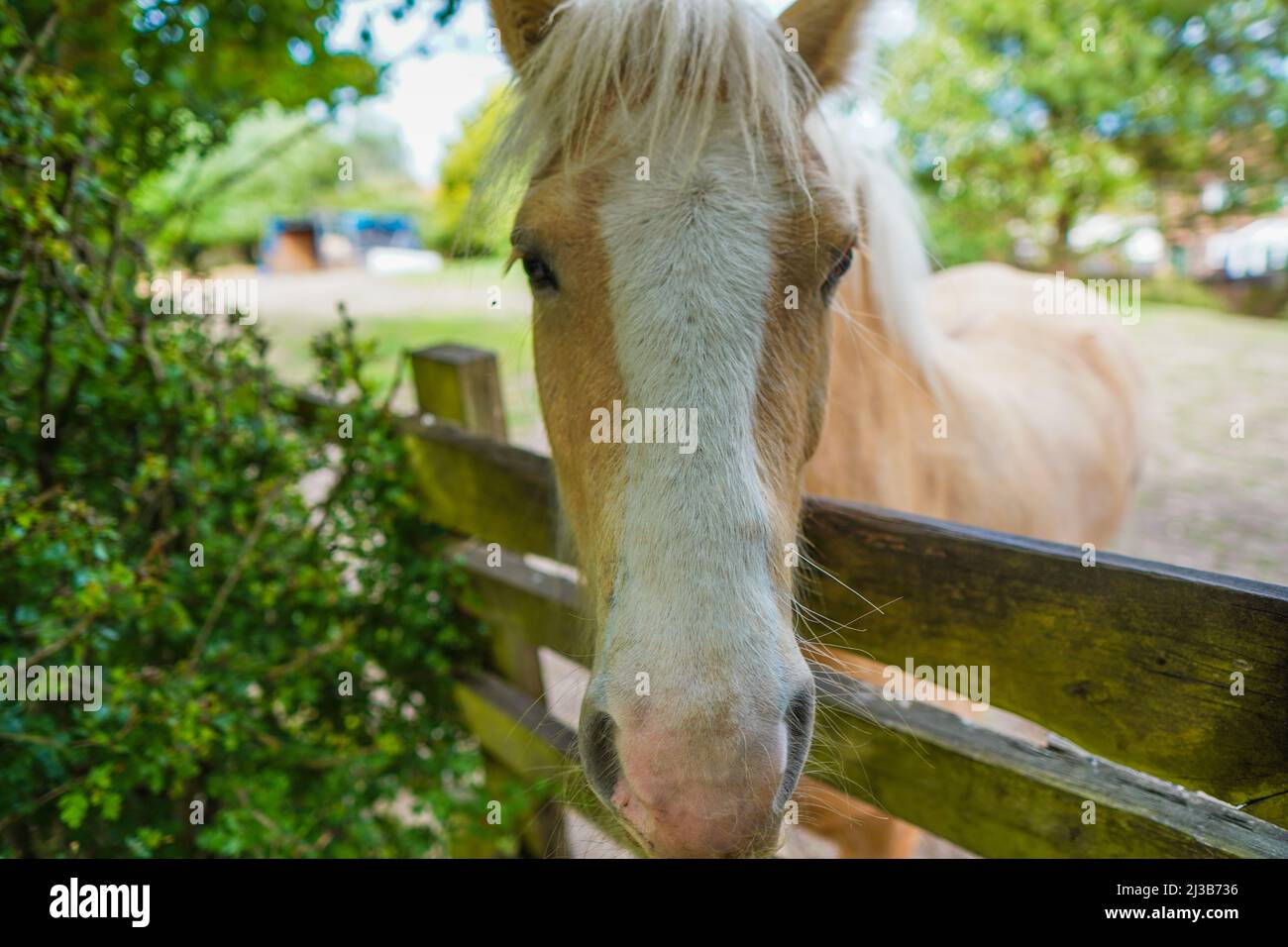 Close up photo of a horse's face Stock Photo Alamy