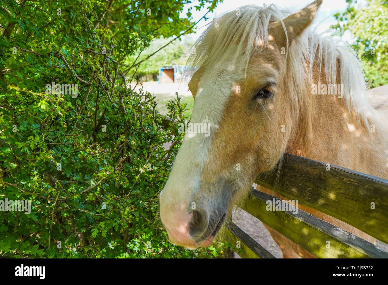 Close up photo of a horse's face Stock Photo Alamy
