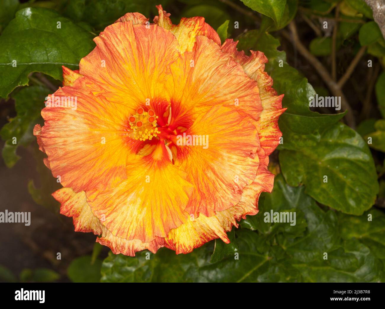 Spectacular vivid double orange flower with ruffled edges of petals of Hibiscus rosa-sinensis cultivar on background of dark green leaves Stock Photo