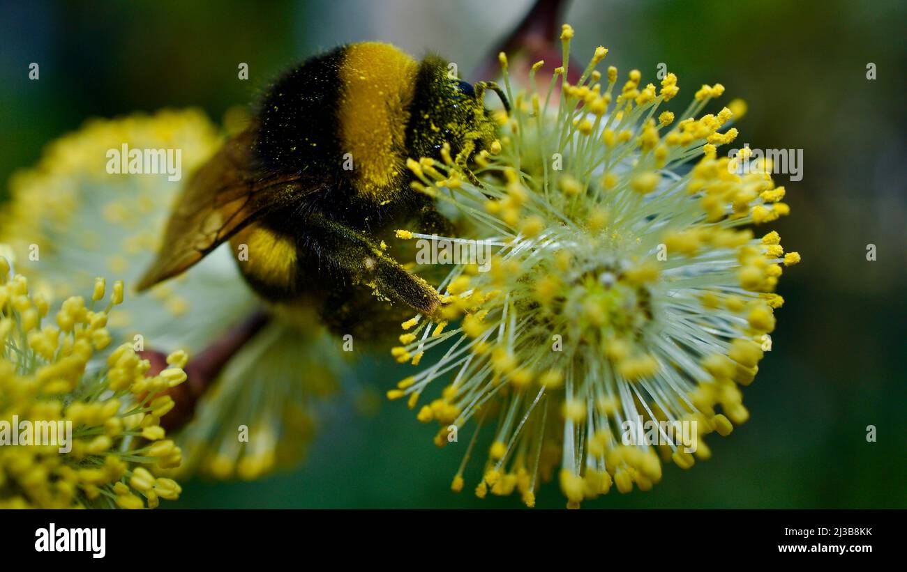 Honey bee collecting pollen from flowers blooming in spring. Honey bee