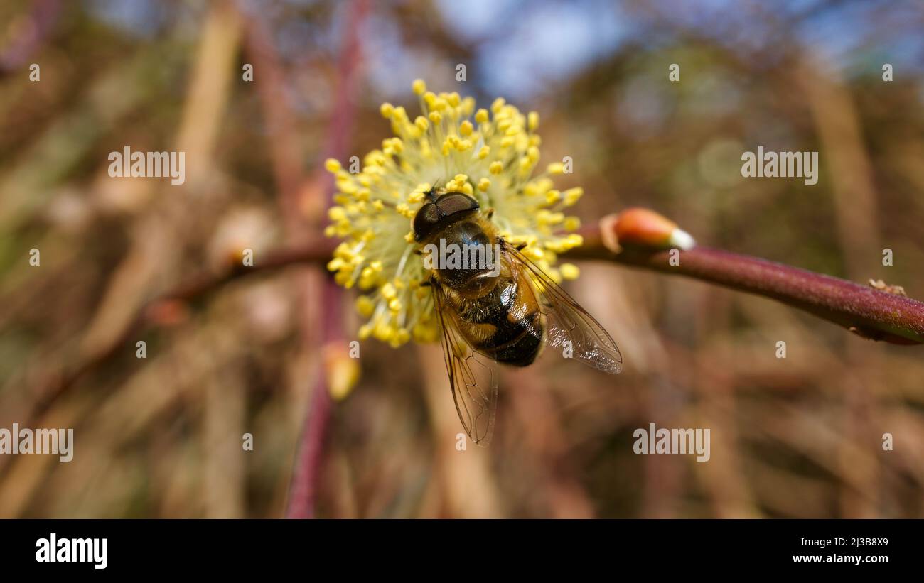 Honey bee collecting pollen from flowers blooming in spring. Honey bee