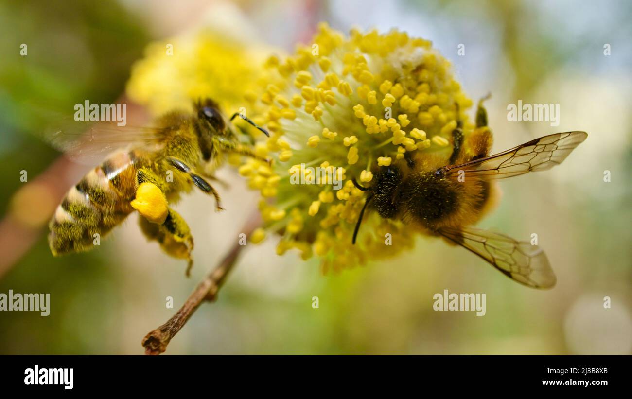 Honey bee collecting pollen from flowers blooming in spring. Honey bee