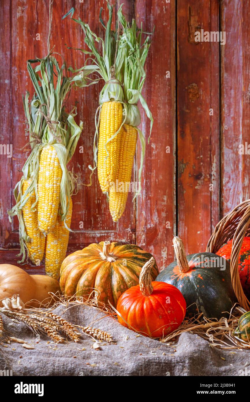 Autumn still life with pumpkin fruits of different colors and sizes in ...