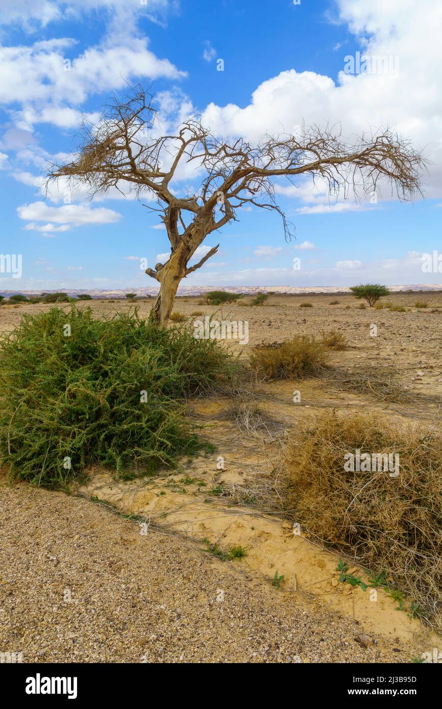 Winter view of desert landscape, and dry acacia tree. The northern Arava valley, southern Israel