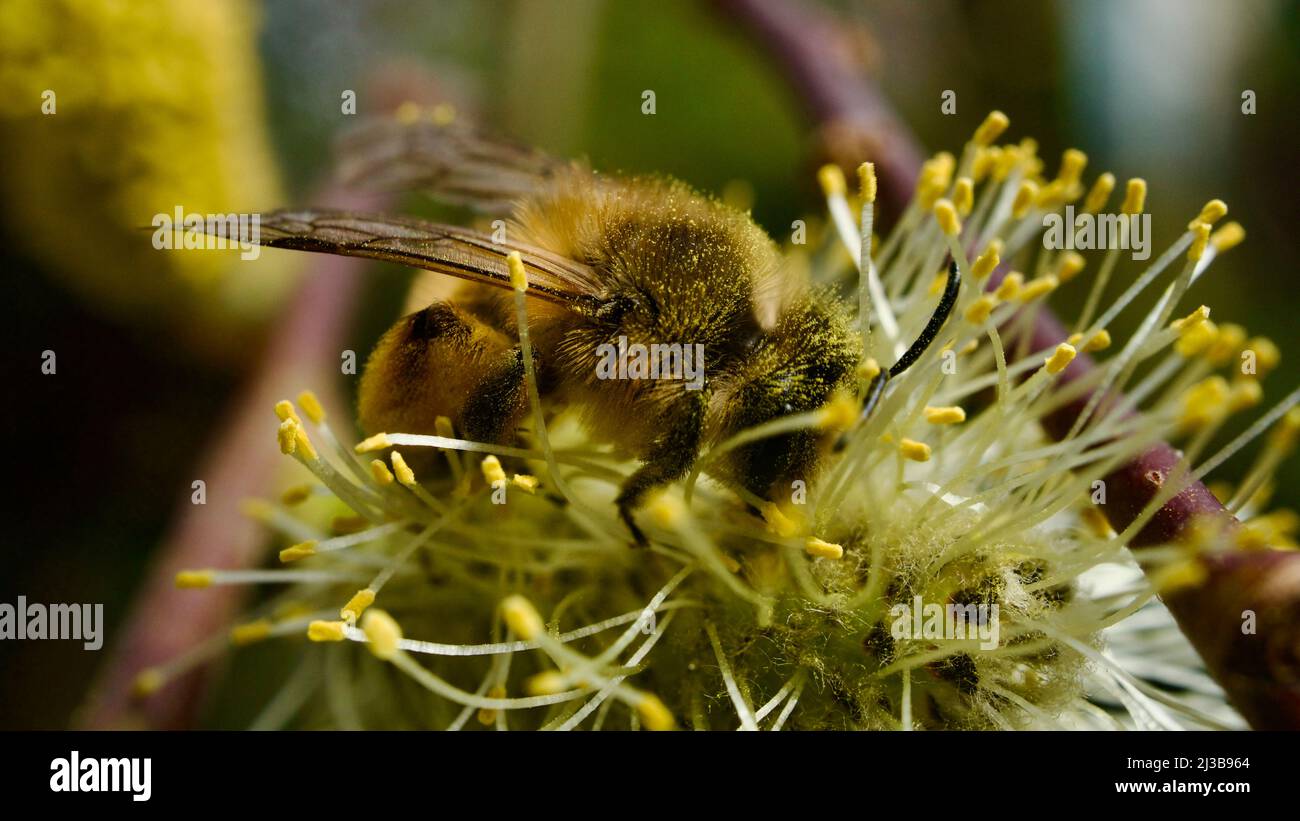 Honey bee collecting pollen from flowers blooming in spring. Honey bee