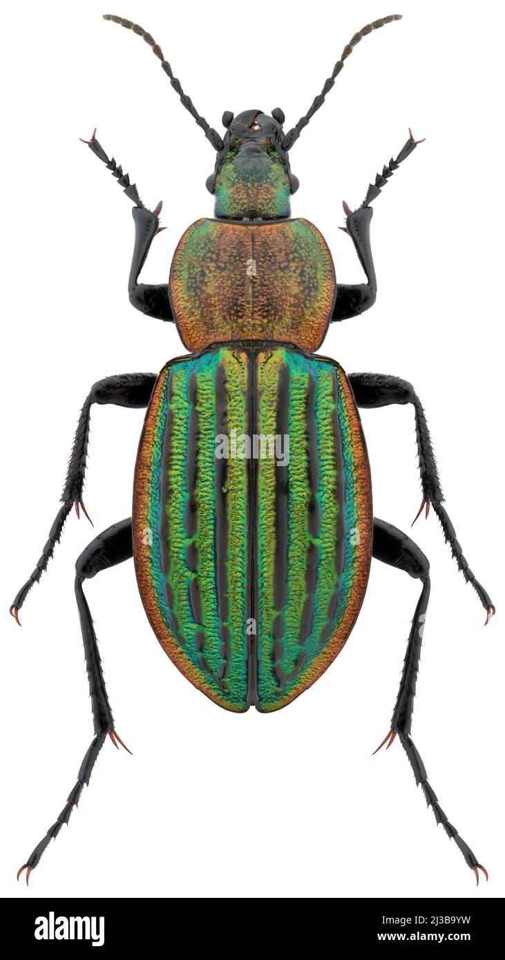 Ground beetle species Carabus nitens, trivial name: heath goldsmith ground beetle, female. Stock Photo