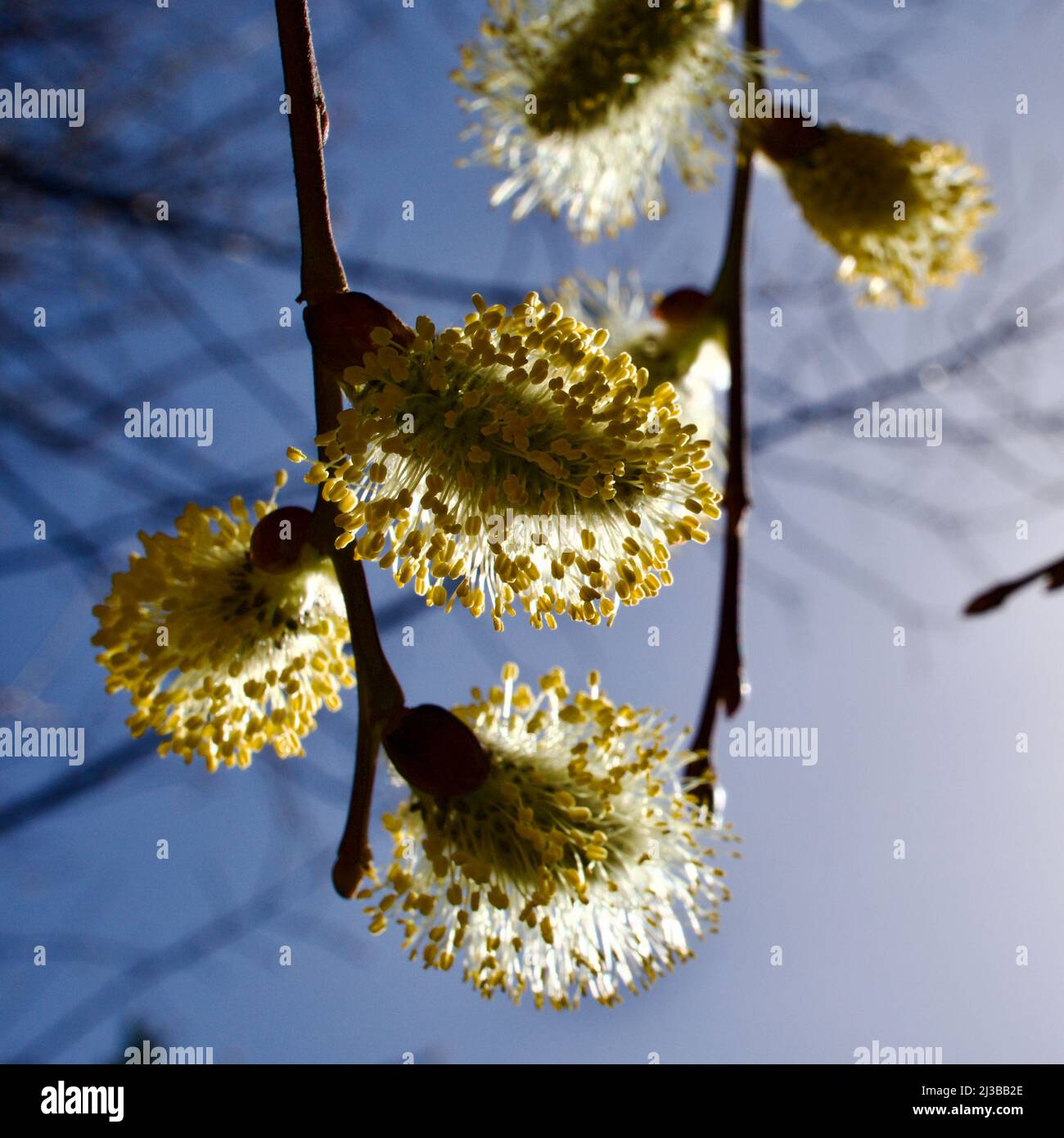 Spring blooming buds of inverted mulberry tree. Hairy mulberry tree bud