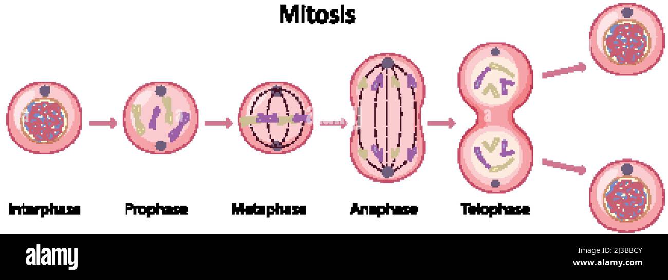 Asexual reproduction fragmentation diagram illustration Stock Vector