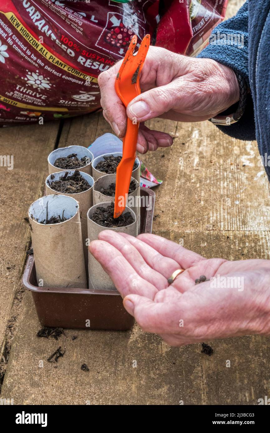 Woman sowing seeds of sweet pea 'Old Spice' mix, Lathyrus odoratus, into old toilet rolls. Stock Photo