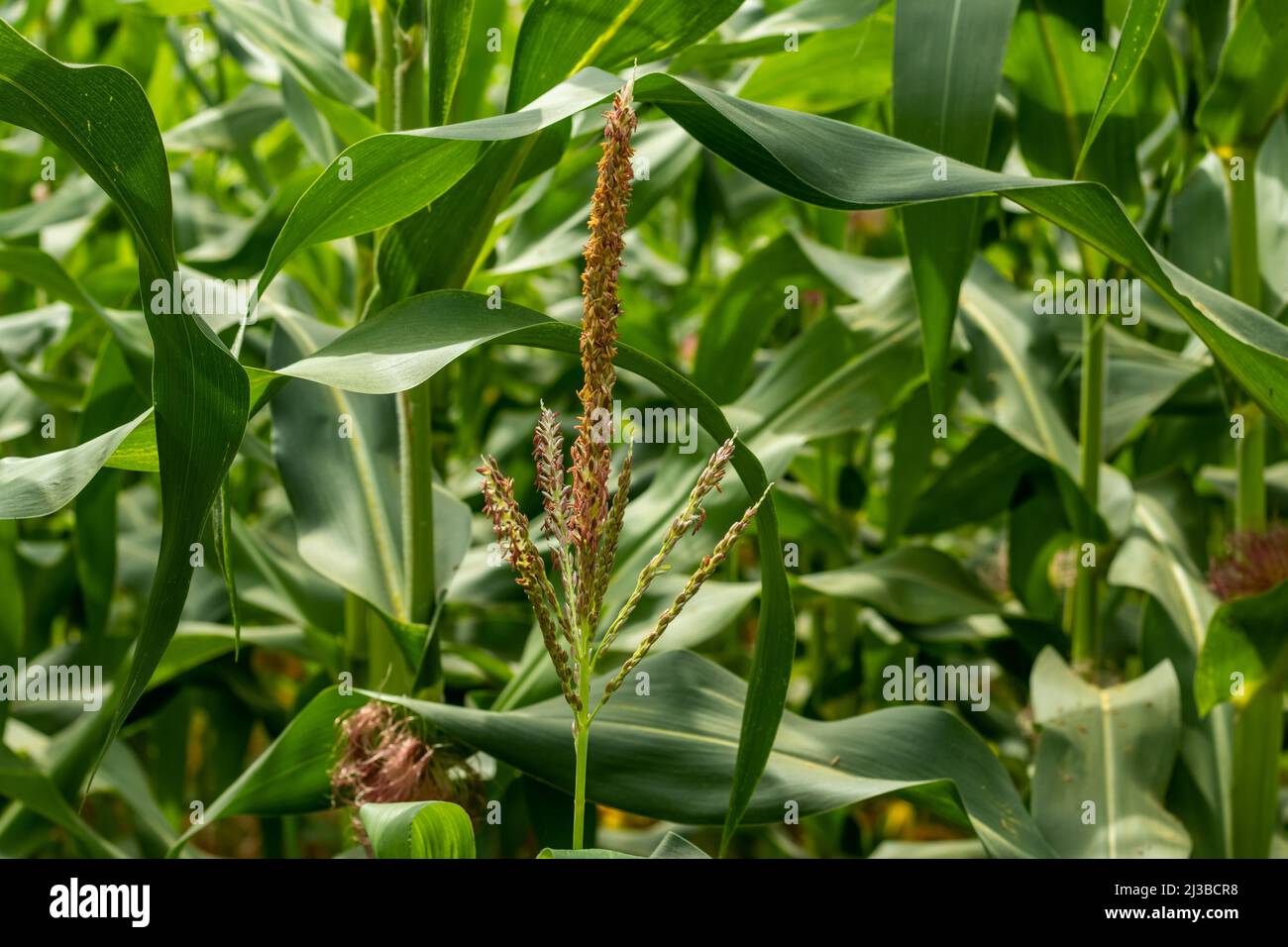 Maize or Corn is a monoecious plant, that is, the sexes are partitioned into separate pistillate, the female flower, and staminate tassel, the male fl Stock Photo