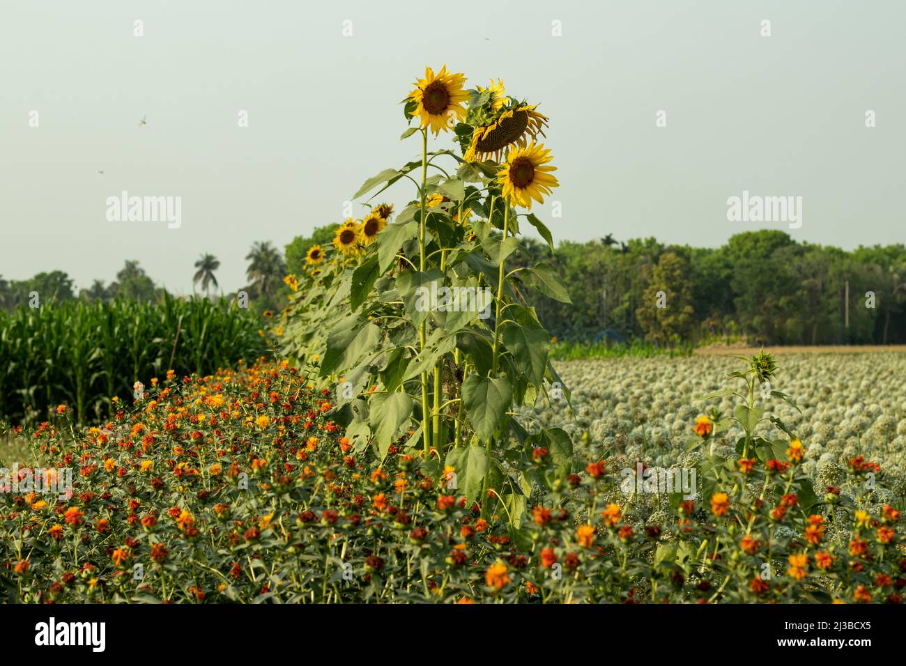 Maize or corn plant with sunflower, safflower and onion flower growing each other on the biggest field. These are great food all over the world. Stock Photo