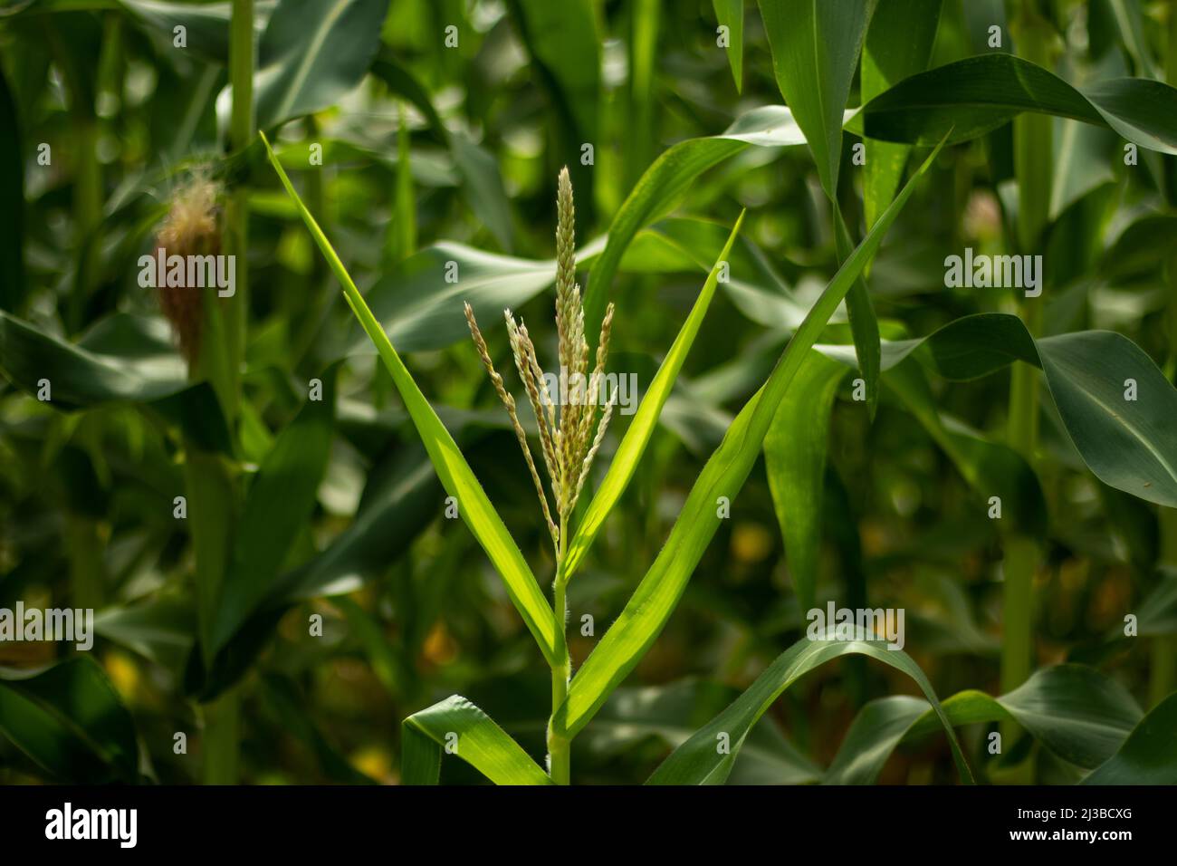 Maize or Zea mays or Corn is a monoecious plant with imperfect flowers that is, separate male and female flowers on the same plant. Stock Photo