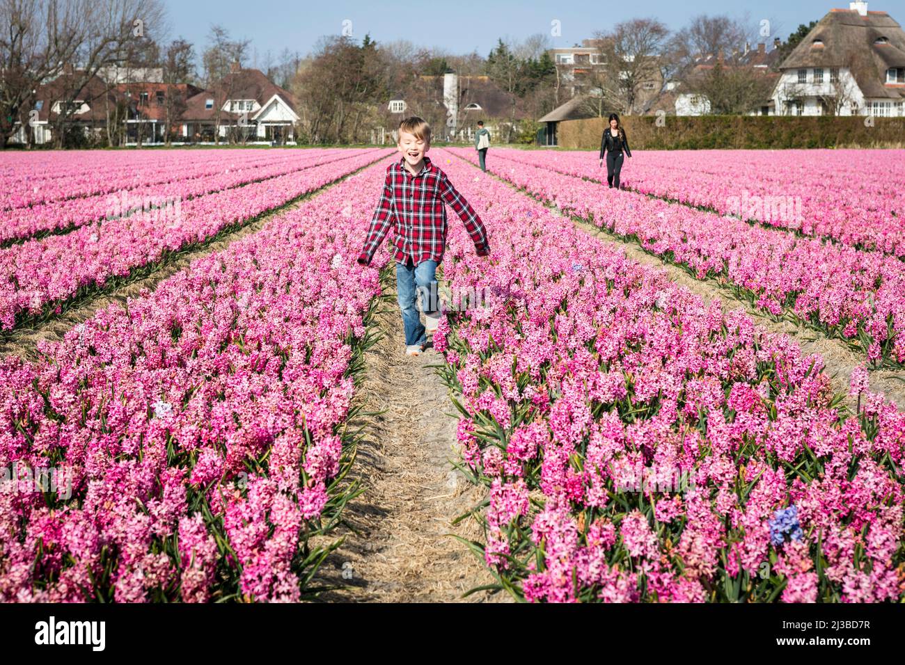 A young boy runs between rows of Hyacinths (Hyacinthus Orientalis), with buildings in the background, on an early Spring day in the Dutch flower fields around Lisse in the Netherlands. Stock Photo