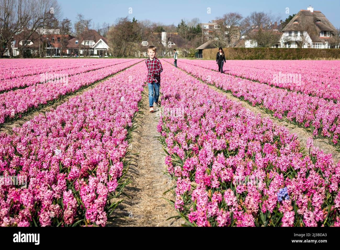 A young boy walks between rows of Hyacinths (Hyacinthus Orientalis), with buildings in the background, on an early Spring day in the Dutch flower fields around Lisse in the Netherlands. Stock Photo