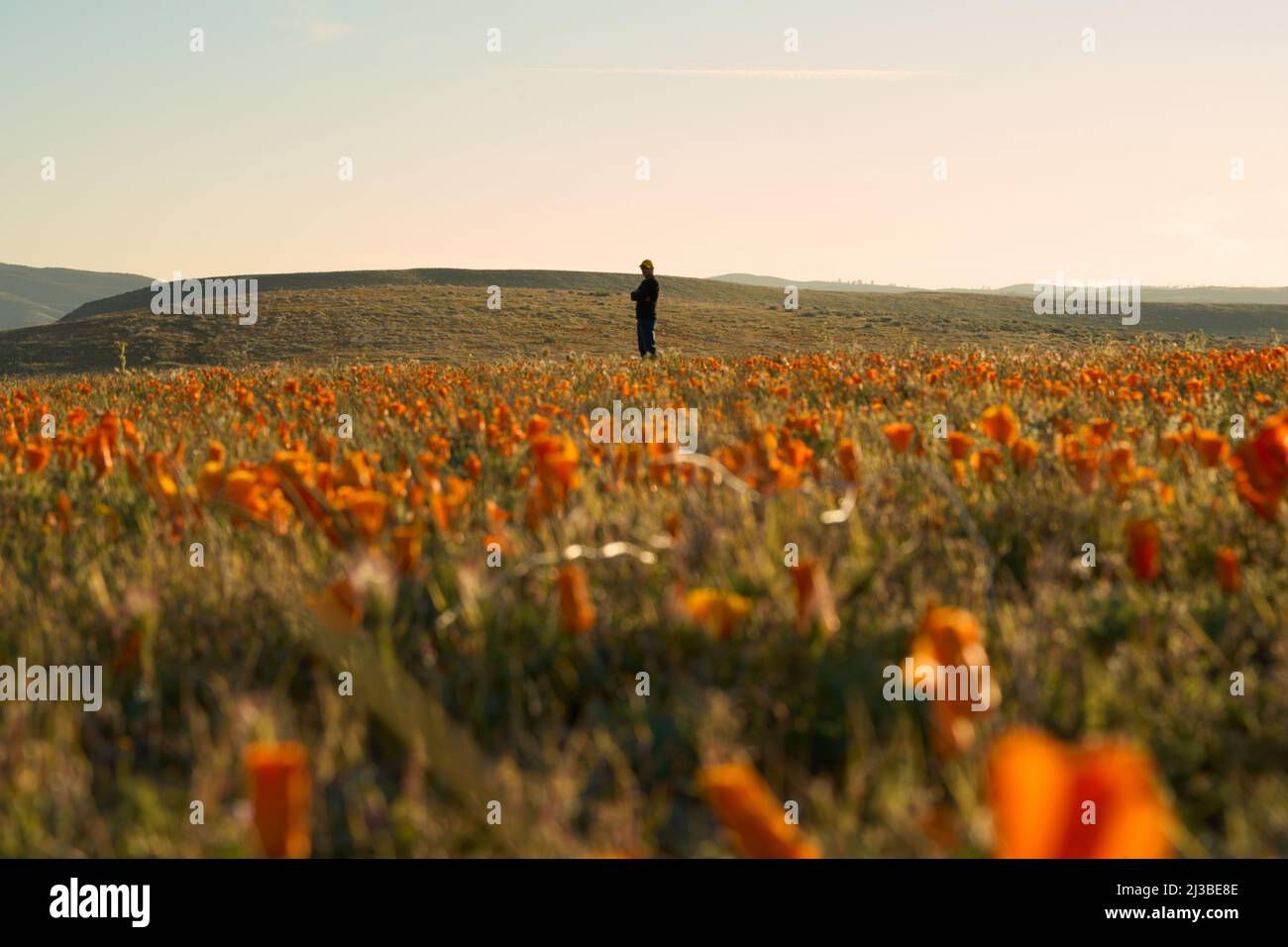 Person standing field field hi-res stock photography and images - Alamy