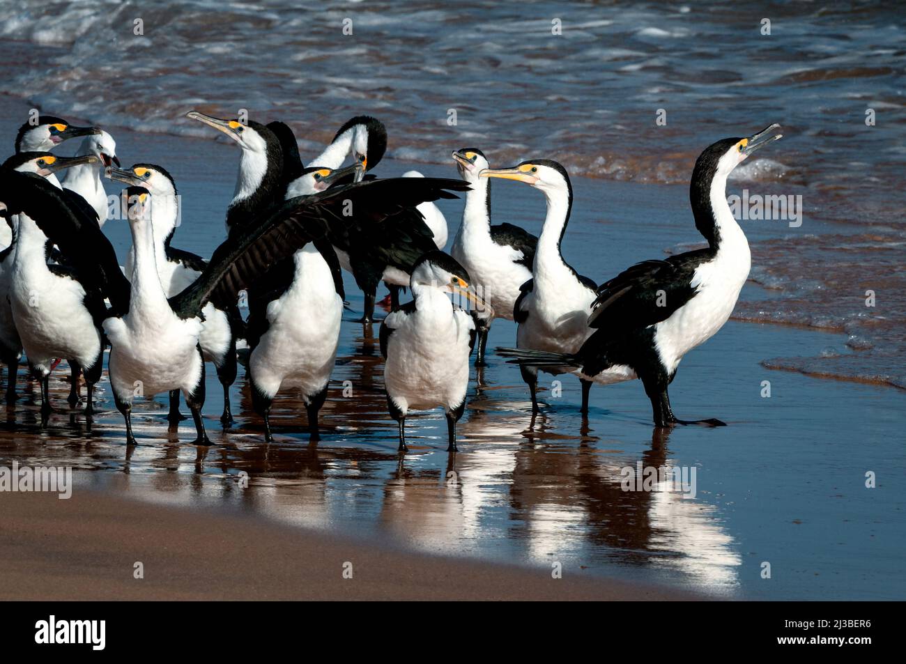 Flock of Australian Pied Cormorants on the beach. Stock Photo