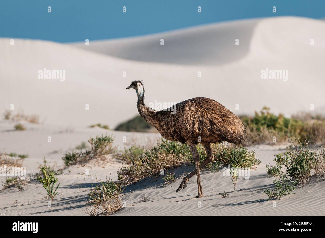 Emu walking through sand dunes. Stock Photo