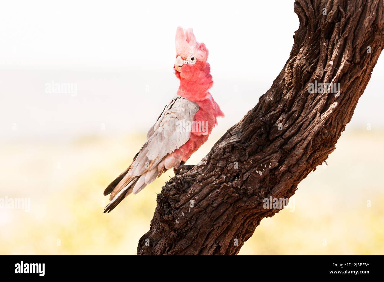 Beautiful Galah resting in the shade of a tree. Stock Photo