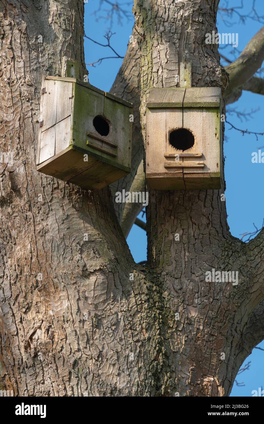 Large bird nesting box, garden birds, large front aperture, jackdaws