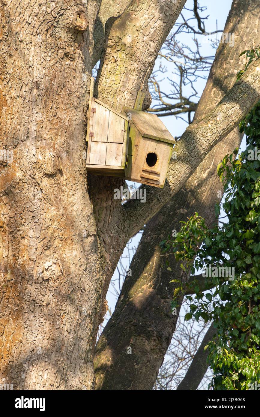 Large bird nesting box, garden birds, large front aperture, jackdaws