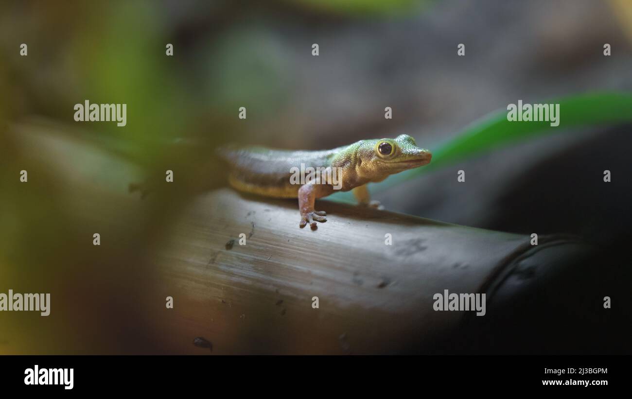 Rock face gecko hi-res stock photography and images - Alamy