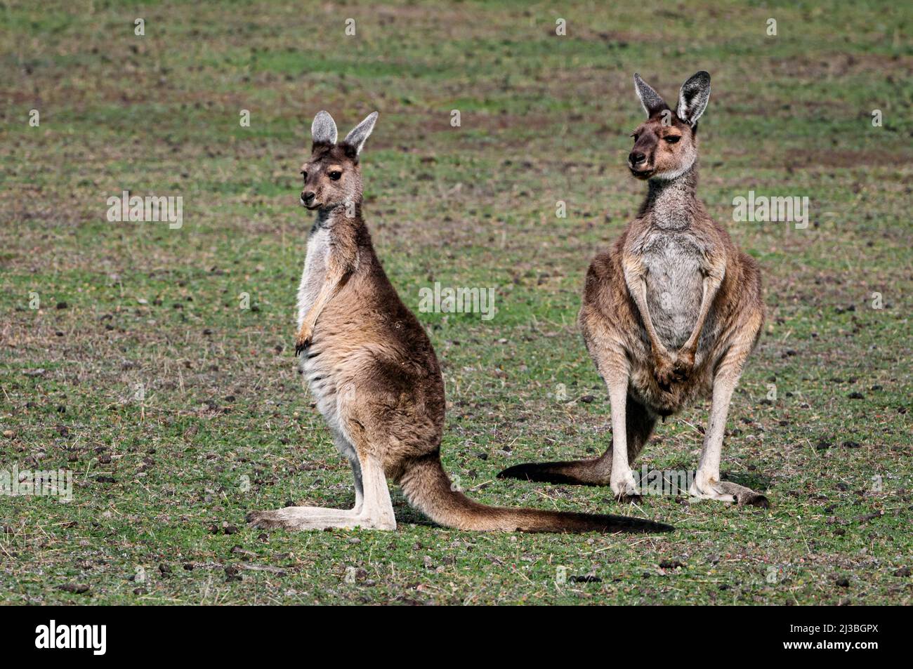 Two Western Grey Kangaroos sitting on a meadow. Stock Photo