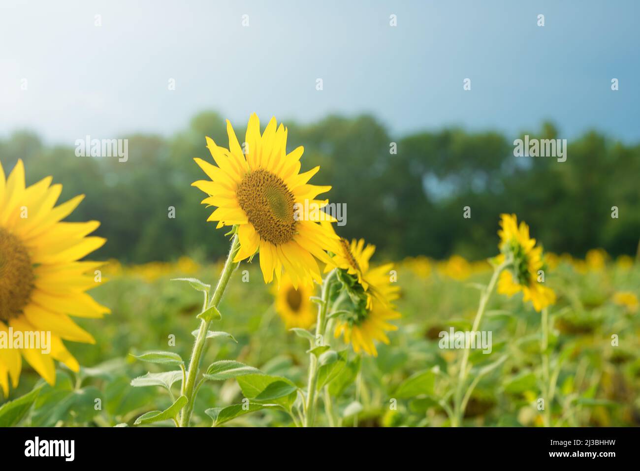 Sunflower field with cloudy blue sky Stock Photo - Alamy
