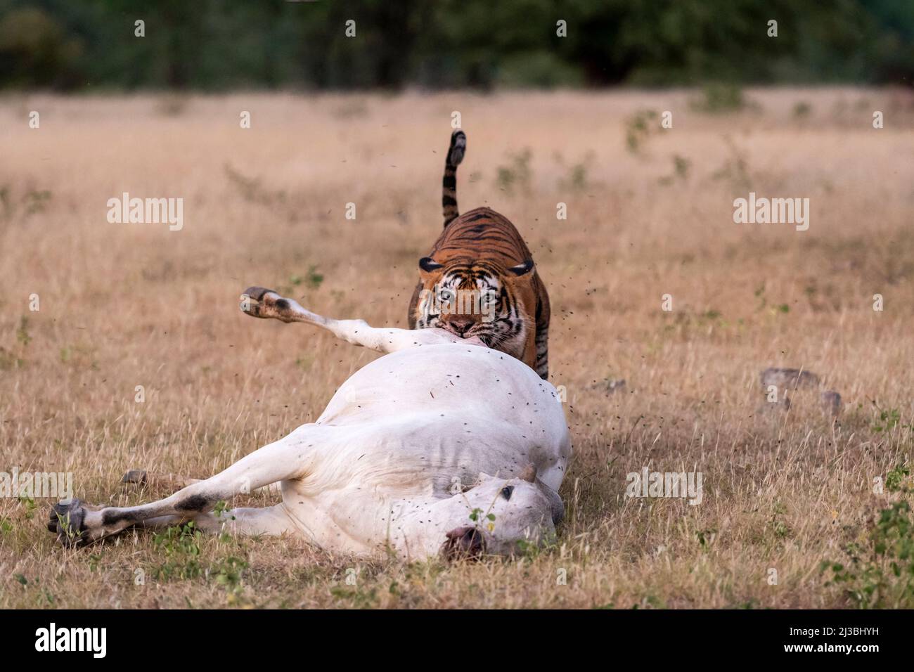 Wild male tiger with cattle or domestic cow kill. Real threat or serious conservation  issue where tiger kill stray or poisonous animals national park Stock Photo  - Alamy