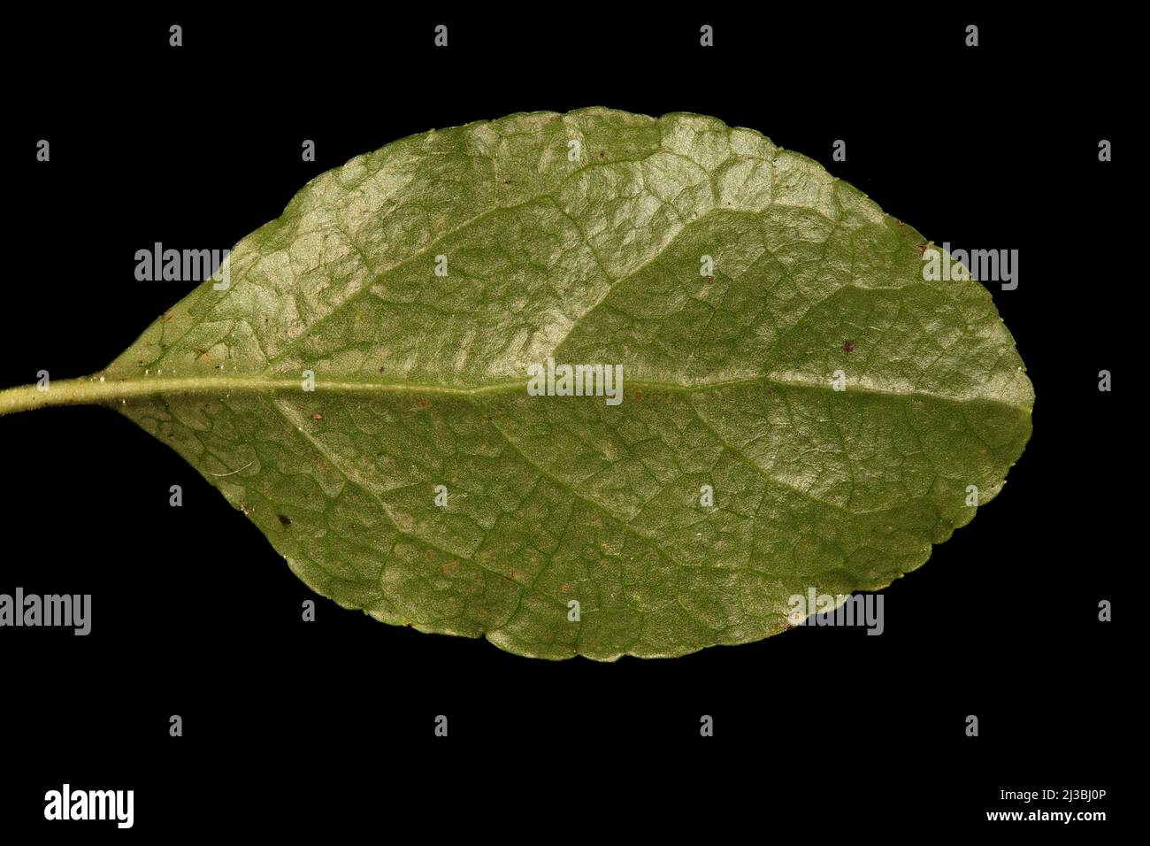 Serrated Wintergreen (Orthilia secunda). Leaf Closeup Stock Photo