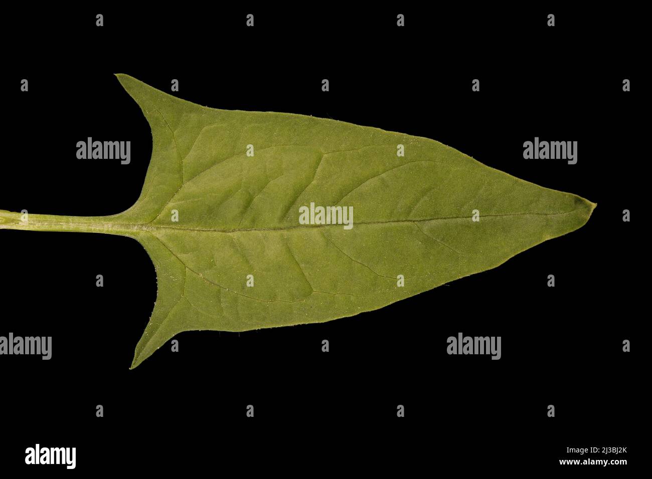 Spinach (Spinacia oleracea). Leaf Closeup Stock Photo