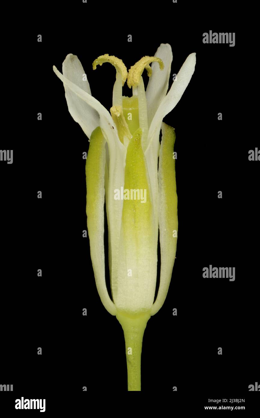 Tower Mustard (Turritis glabra). Flower Closeup Stock Photo