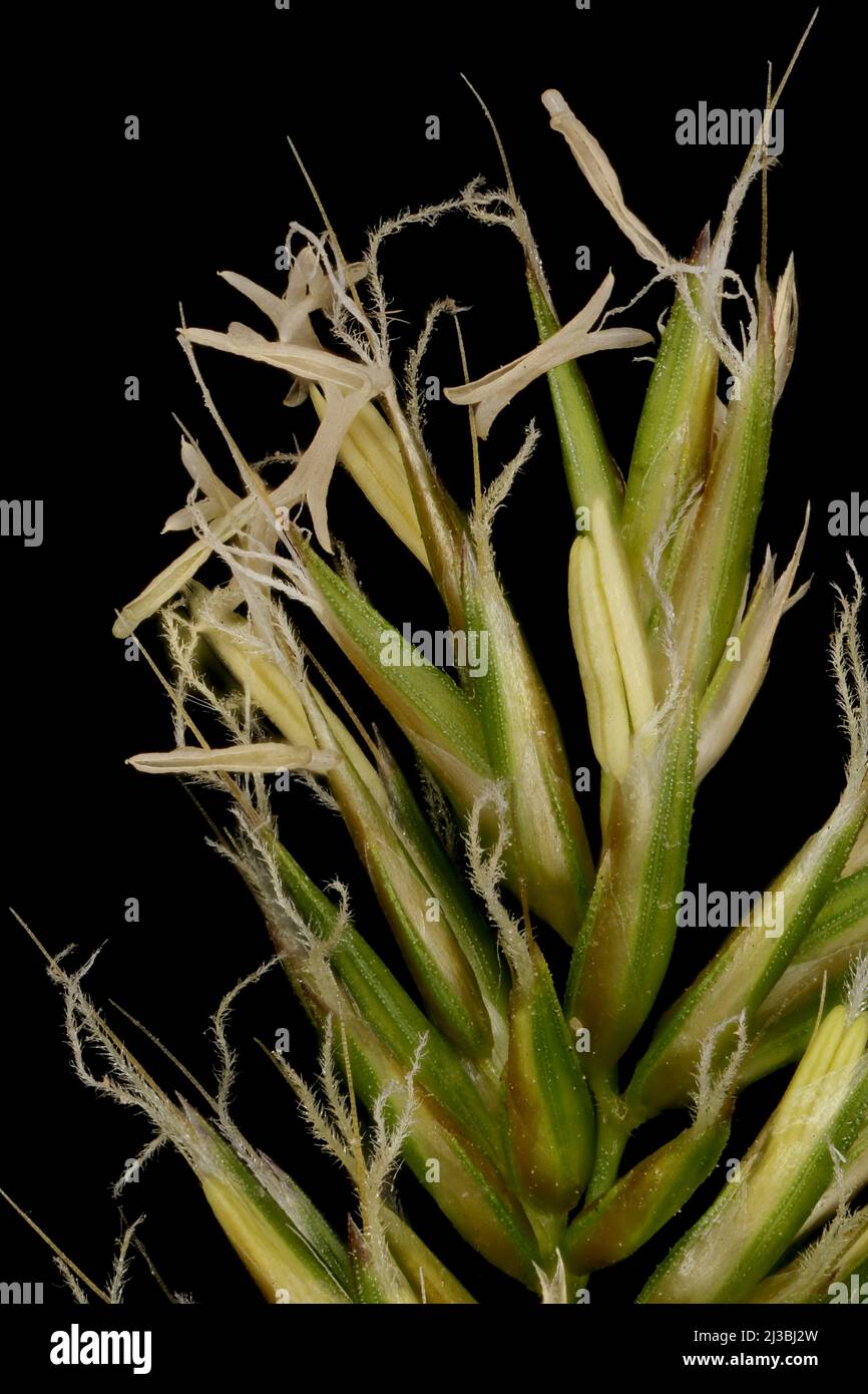 Sweet Vernal Grass (Anthoxanthum odoratum). Inflorescence Detail Closeup Stock Photo