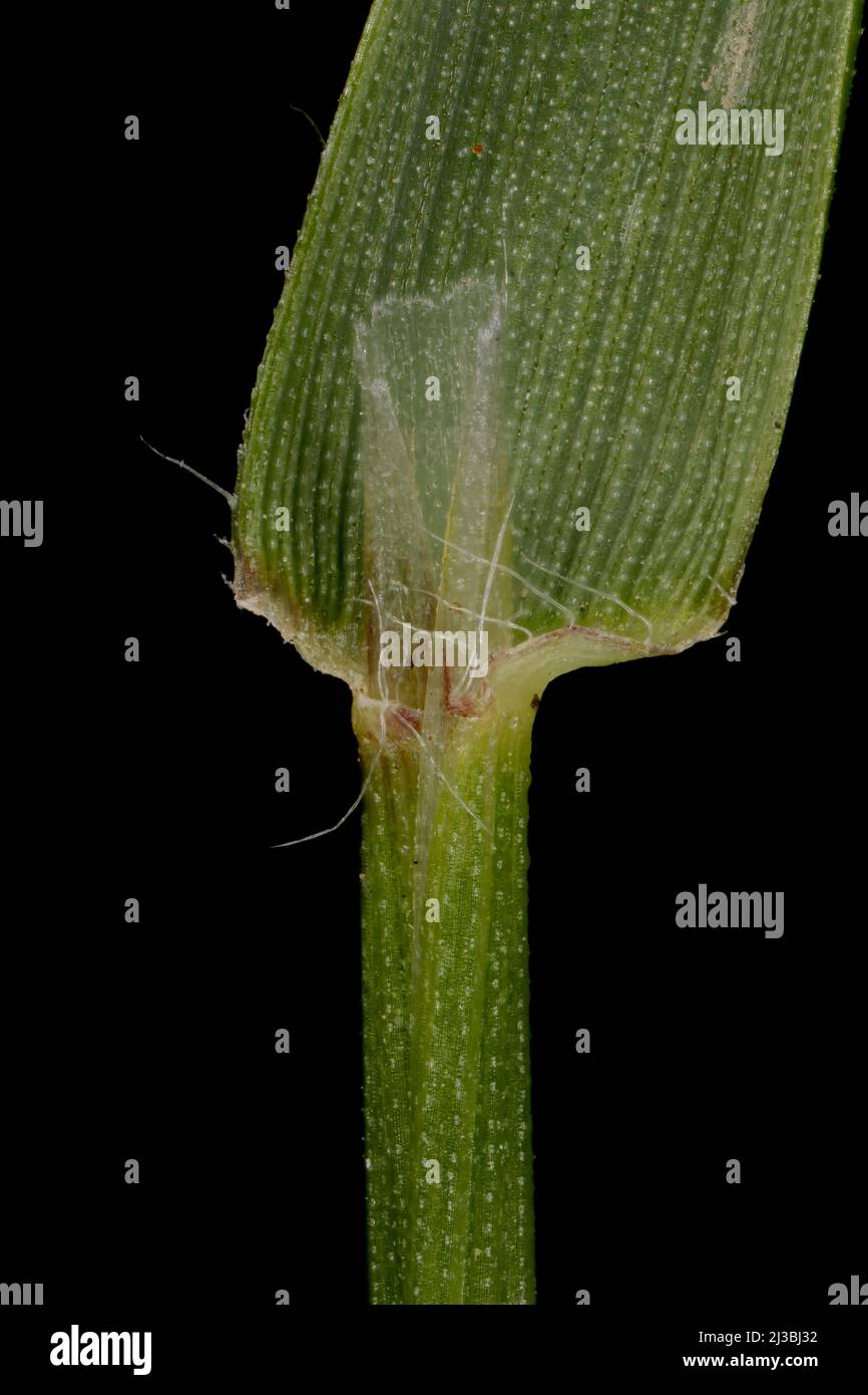 Sweet Vernal Grass (Anthoxanthum odoratum). Ligule and Leaf Sheath