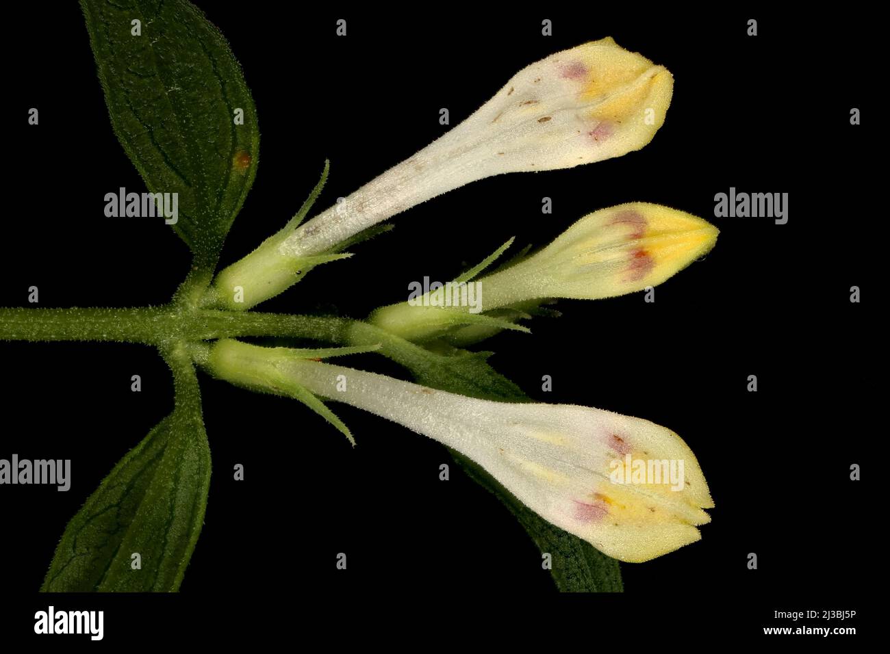 Common Cow-Wheat (Melampyrum pratense). Inflorescence Closeup Stock Photo