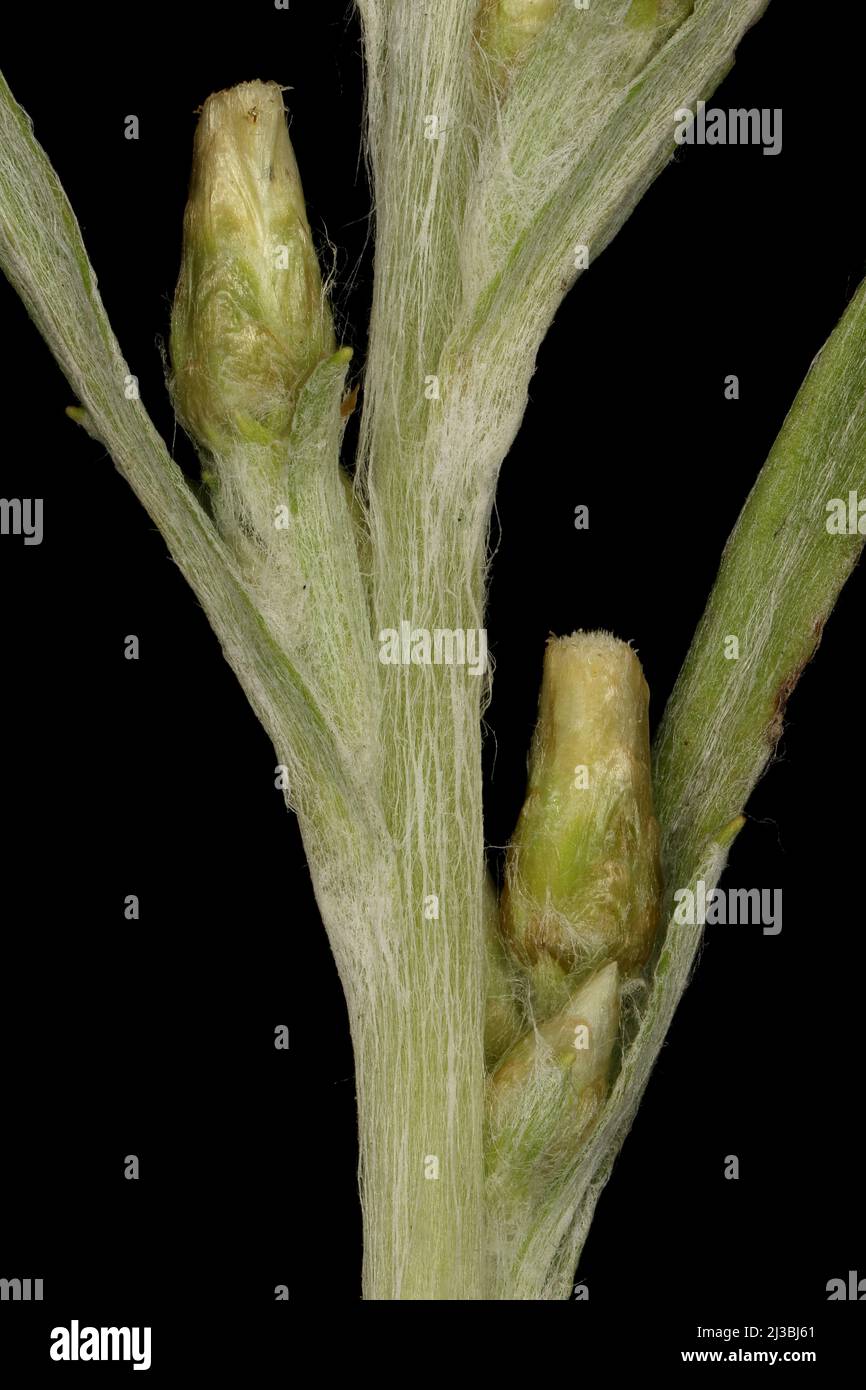 Heath Cudweed (Omalotheca sylvatica). Ancillary Capitula Closeup Stock Photo