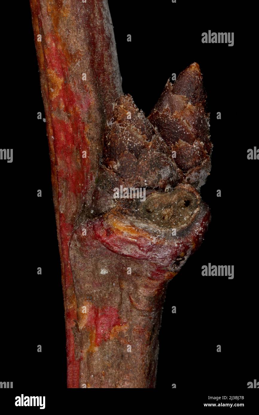 Plum (Prunus domestica). Lateral and Accessory Buds Closeup Stock Photo