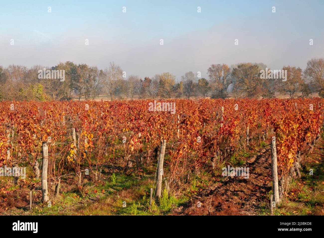Vineyards near Chinon, Loire-Anjou-Touraine Regional Natural Park, Loire Valley listed as UNESCO World Heritage Site, Indre et Loire (37), Centre-Val Stock Photo