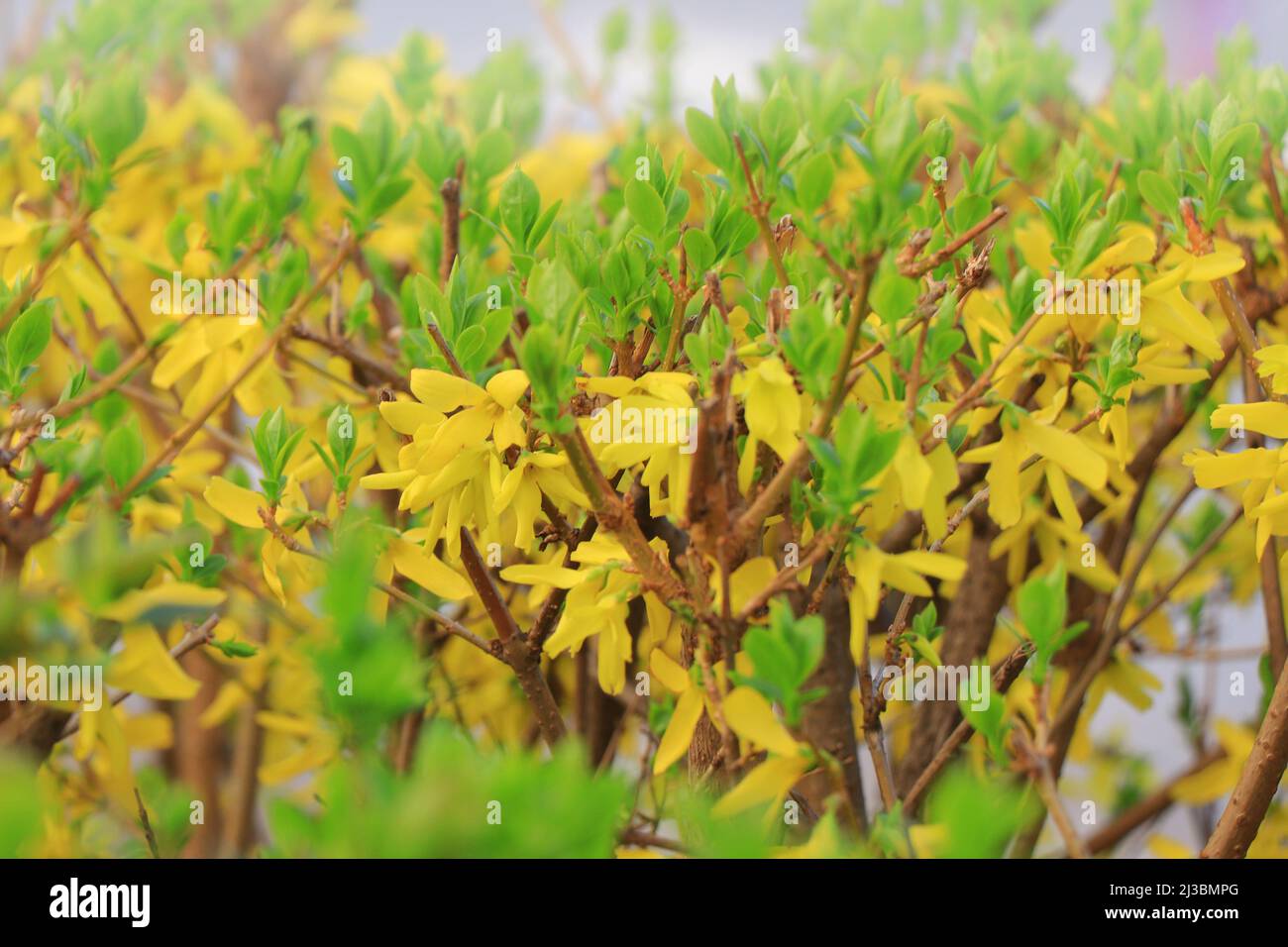 Forsythia × intermedia or border forsythia Stock Photo