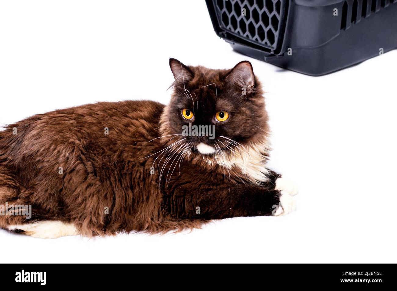 beautiful Scottish Highland brown cat lies near a cat carrier for carrying animals, isolated image, beautiful domestic cats, cats in the house, pets, Stock Photo